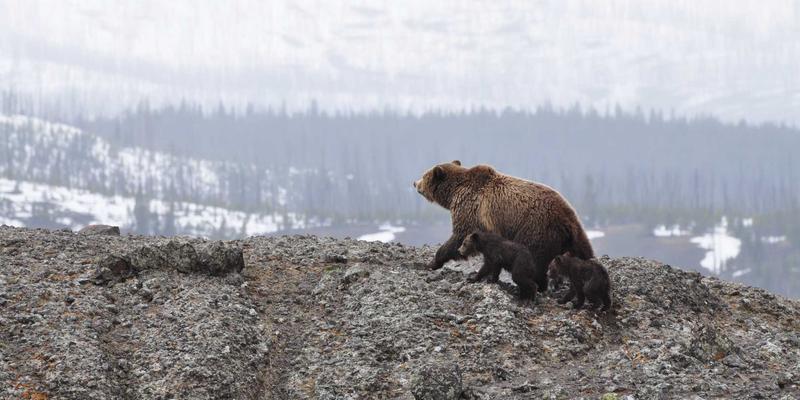 量子计算冲击波：物联网与人工智能时代的加密危机与应对策略